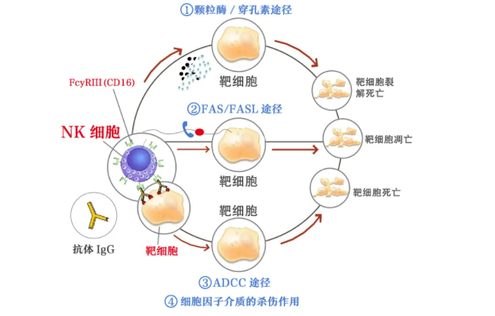 应对新冠病毒，NK细胞帮你度过难关