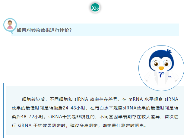 如何对转染效果进行评价？细胞转染后，不同细胞和 siRNA 效率存在差异。在 mRNA 水平观察 siRNA 效果的最佳时间是转染后24-48小时，在蛋白水平观察siRNA效果的最佳时间是转染后48-72小时。siRNA干扰是非线性的，不同基因半衰期存在较大差异，首次进行 siRNA 干扰效果测定时，建议多点测定，确定最佳测定时间点。